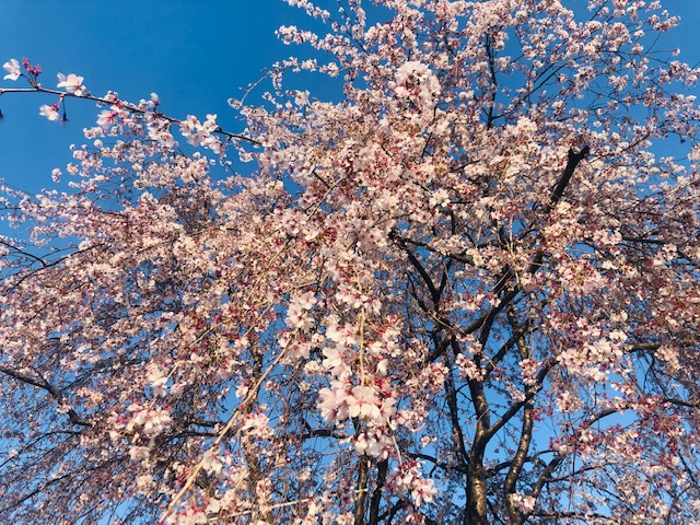 関係ありませんが天平の丘公園の桜です☆