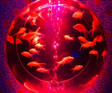 ¥ß¥Ë¿å²´Û¤ÏÍè·î£µ·îËö¤Þ¤Ç¡ª