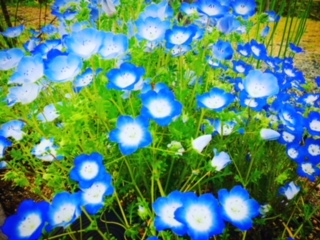 ¤«¤ï¤¤¤é¤·¤¤¥Í¥â¥Õ¥£¥é¤âºé¤¤¤Æ¤¤¤Þ¤·¤¿