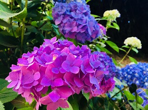 ´Ø·¸¤Ê¤¤¤Ç¤¹¤¬¡¢¥¢¥¸¥µ¥¤¤ò¸«¤Ë¹Ô¤¤Þ¤·¤¿