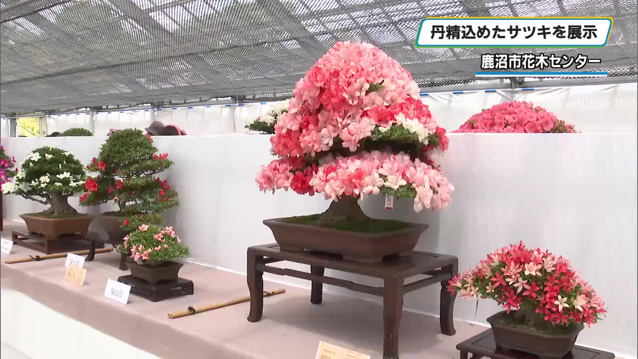 丹精込めたサツキを楽しんで 恒例の「さつき祭り」6月1日まで 鹿沼市